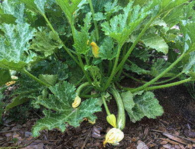 Freeze Zucchini to Make This Chocolate Zucchini Cake All Year Image